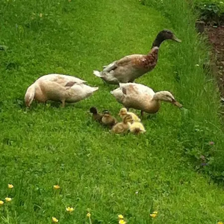 Milchküche Nettersheim